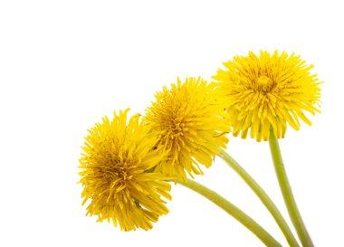 Beyaz arkaplanda izole edilmiş karahindiba çiçeği