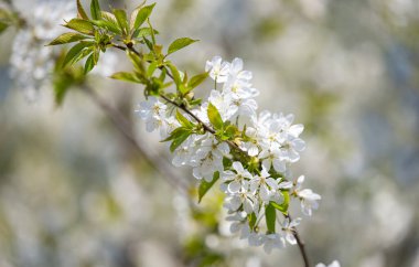 branch with cherry flowers against the blue sky