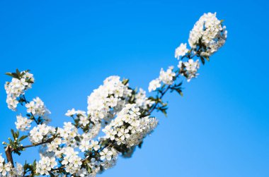 branch with cherry flowers against the blue sky