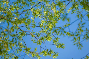 Genç yeşil yapraklar mavi gökyüzüne karşı