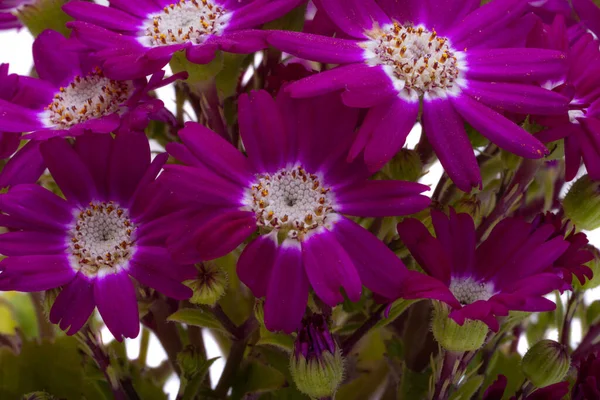 Cineraria Blume Isoliert Auf Weißem Hintergrund — Stockfoto