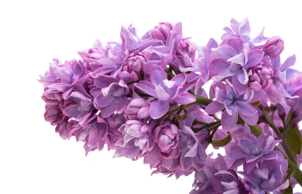 Lilac Flower Isolated White Background — Stock Photo, Image