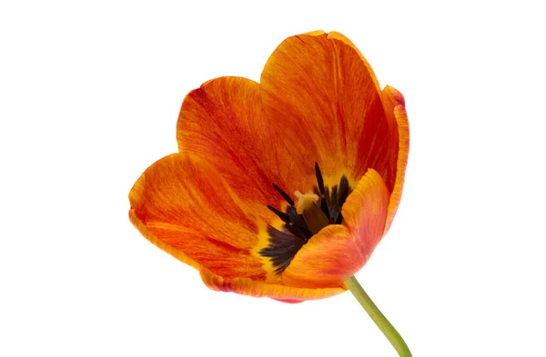 Tulipan Kwiat Izolowany Białym Tle — Zdjęcie stockowe