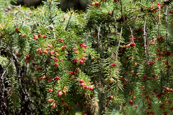 가문비나무 가지의 — 스톡 사진
