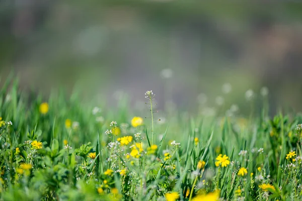 フィールド上の春の草原の花 — ストック写真