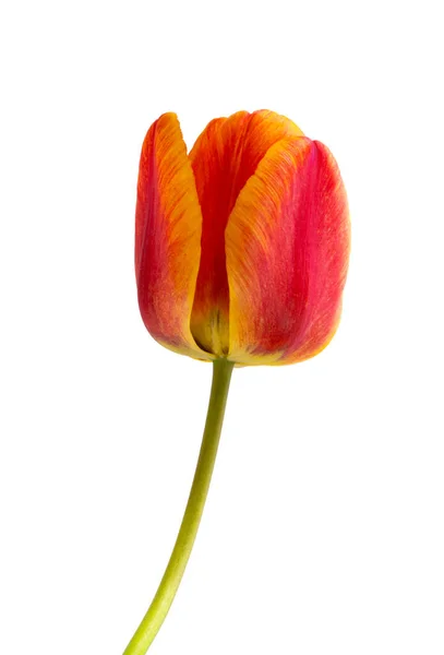 Tulipán Amarillo Rojo Aislado Sobre Fondo Blanco — Foto de Stock