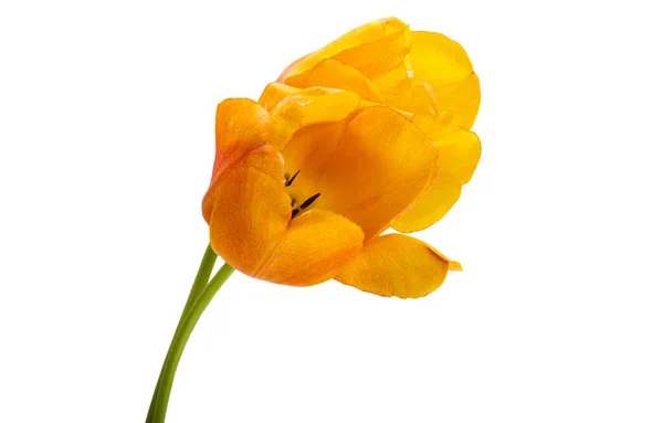 Sárga Tulipán Elszigetelt Fehér Háttér — Stock Fotó