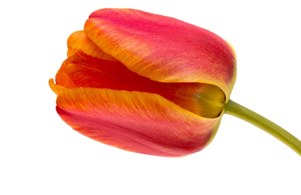 Červený Žlutý Tulipán Izolovaných Bílém Pozadí — Stock fotografie