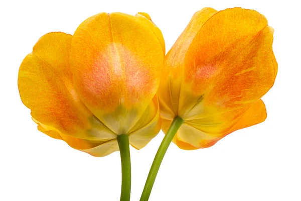 Tulipán Amarillo Aislado Sobre Fondo Blanco —  Fotos de Stock