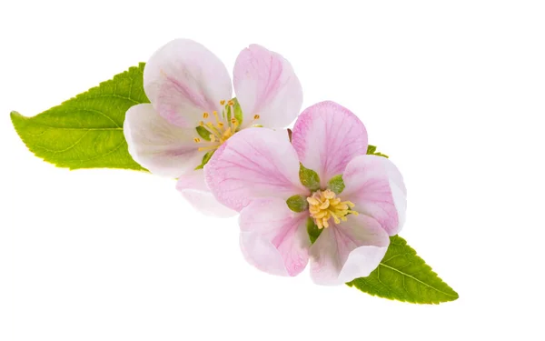 Äpple Träd Blommor Isolerad Vit Bakgrund — Stockfoto