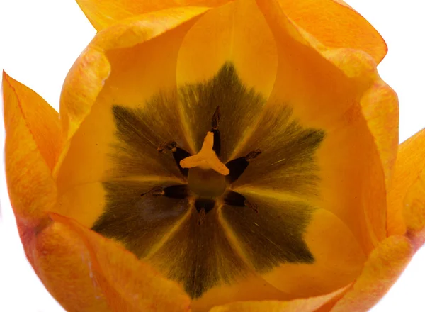 Tulipán Amarillo Aislado Sobre Fondo Blanco — Foto de Stock