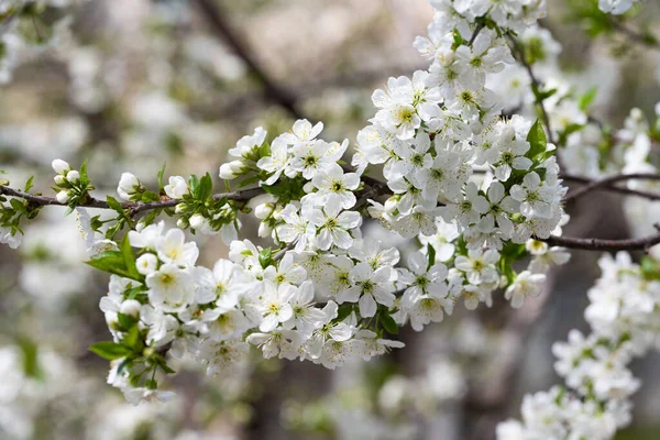 Větev Třešňovými Květy Proti Modré Obloze — Stock fotografie