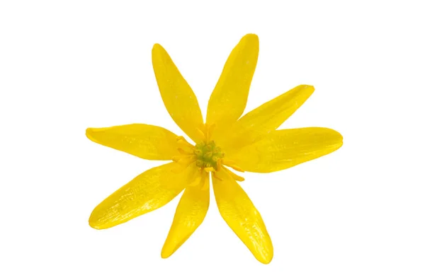 白色背景的黄花 — 图库照片