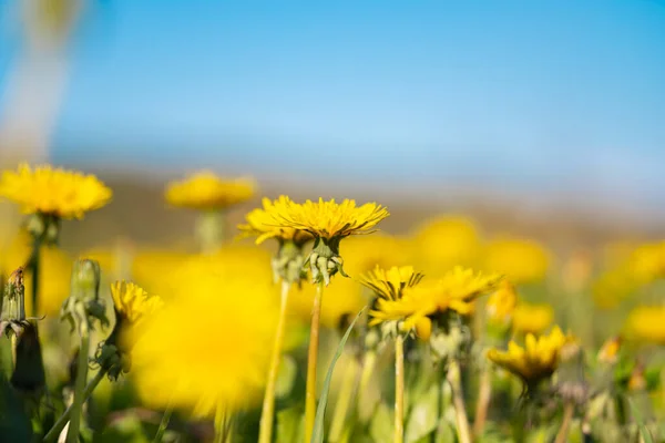 阳光灿烂的日子里 草地上的黄色蒲公英 — 图库照片