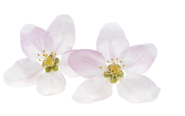 Цветы Яблони Изолированы Белом Фоне — стоковое фото
