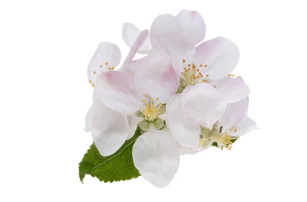白地に孤立したリンゴの木の花 — ストック写真