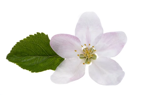 Appelboom Bloemen Geïsoleerd Witte Achtergrond — Stockfoto