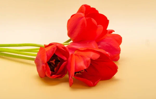 red tulips on a colored background