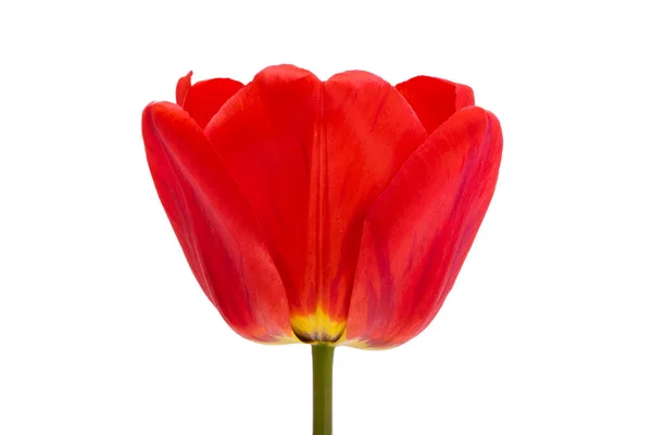 Červené Tulipány Bílém Pozadí — Stock fotografie