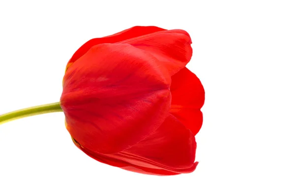 Red Tulips White Background — Stock Photo, Image