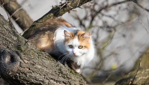 Kočka Sedí Stromě — Stock fotografie