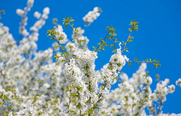 Branch Cherry Flowers Blue Sky — Fotografie, imagine de stoc