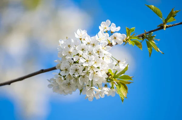 Branch Cherry Flowers Blue Sky — Foto de Stock