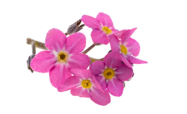 stock image pink forget-me-not isolated on white background