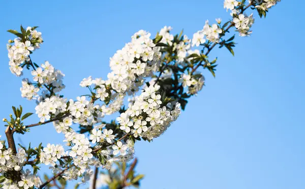 Branch Cherry Flowers Blue Sky — Stockfoto