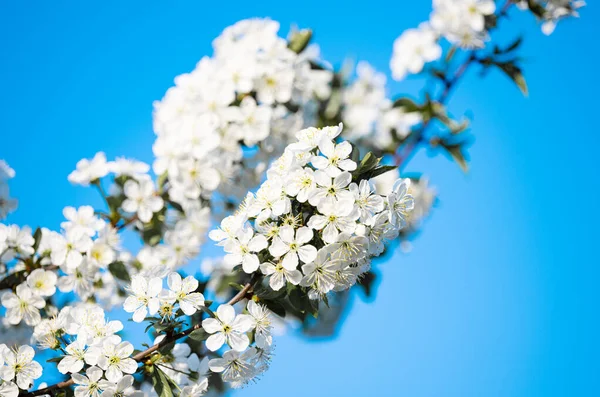 蓝天衬托着樱花的枝条 — 图库照片