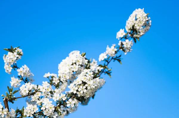 蓝天衬托着樱花的枝条 — 图库照片