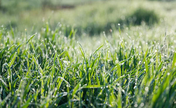 Grass Dew Early Morning Spring — Stock Photo, Image