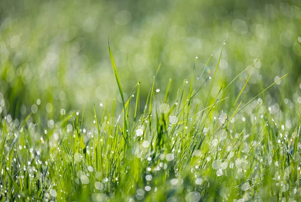 Gräs Med Dagg Tidigt Morgonen Våren — Stockfoto