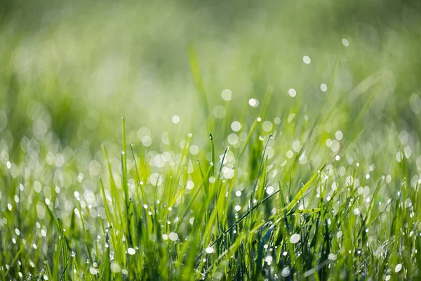 春の早朝に露のある草 — ストック写真