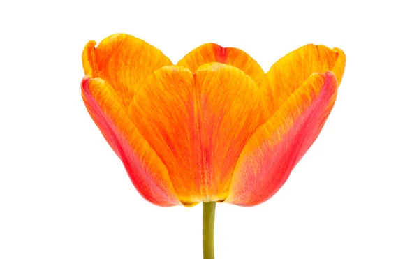Red Tulip Isolated White Background Stock Image