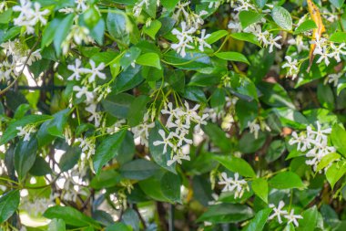 yeşil yasemin çiti çiçekleri
