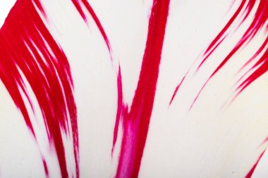 Güzel bir lalenin arka planı.