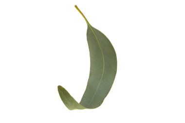 Beyaz arkaplanda izole edilmiş okaliptüs yaprağı