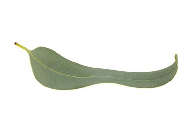 Beyaz arkaplanda izole edilmiş okaliptüs yaprağı