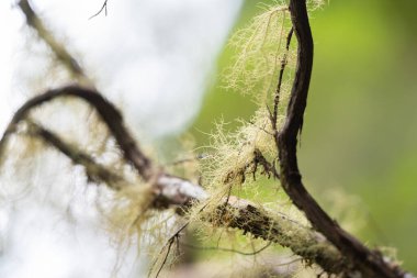 Madeira 'da ağaçlarda yosun