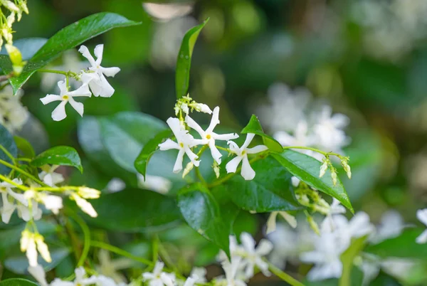 stock image green hedge of jasmine flowers