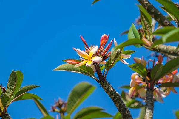 阳光灿烂的日子里 弗兰吉帕尼花在树上 — 图库照片