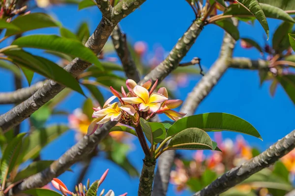 Güneşli Bir Günde Ağaçta Frangipani Çiçekleri — Stok fotoğraf