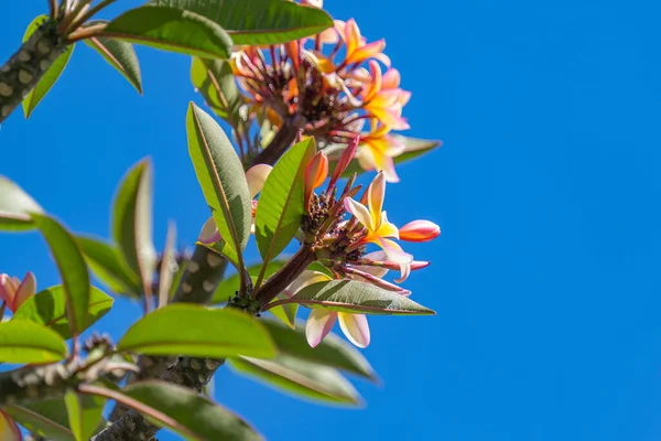 Flores Frangipani Uma Árvore Dia Ensolarado — Fotografia de Stock