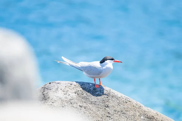 Madeiran Gull Tern Sitting Rock — Stock Photo, Image