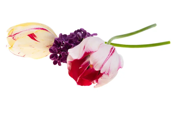 Variegated Tulips Isolated White Background — Stock Photo, Image