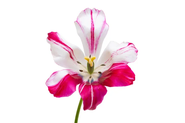 Bonte Tulpen Geïsoleerd Witte Achtergrond — Stockfoto