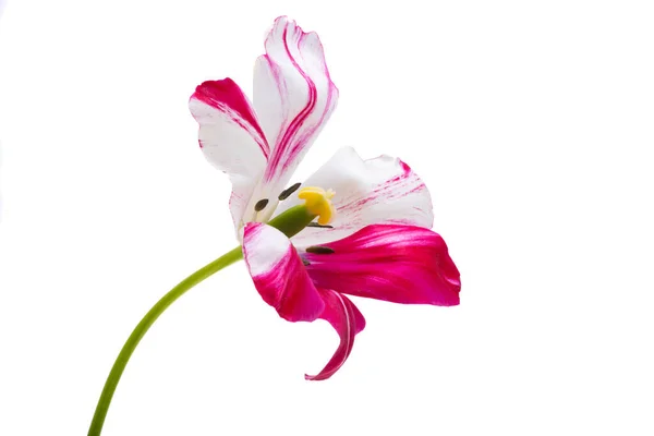 Urozmaicone Tulipany Izolowane Białym Tle — Zdjęcie stockowe