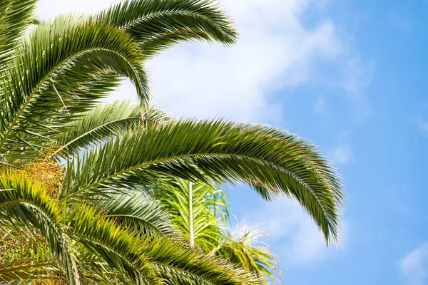 棕榈叶在蓝天的映衬下 — 图库照片