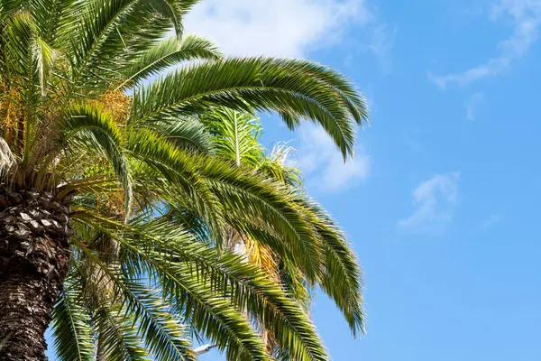 棕榈叶在蓝天的映衬下 — 图库照片